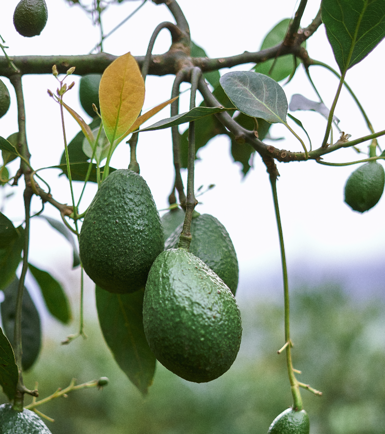 Cocora%20Agroindustrial