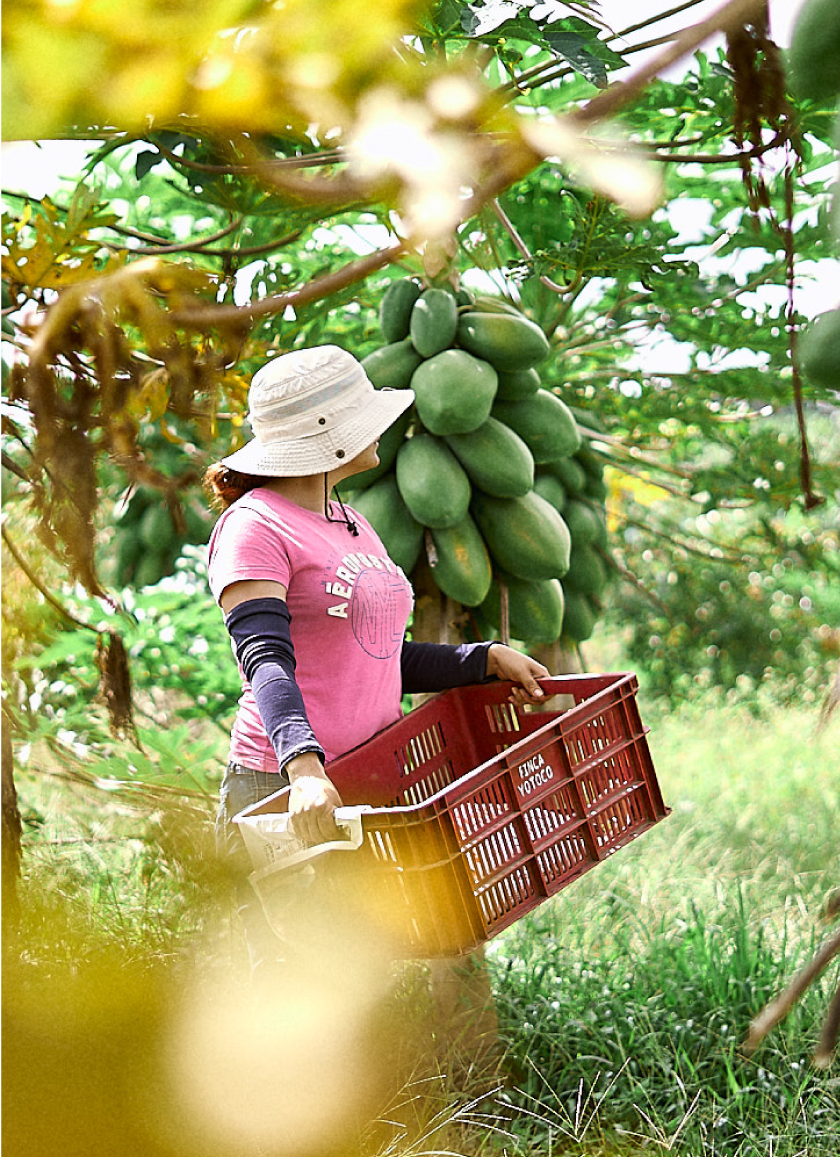 Cocora%20Agroindustrial