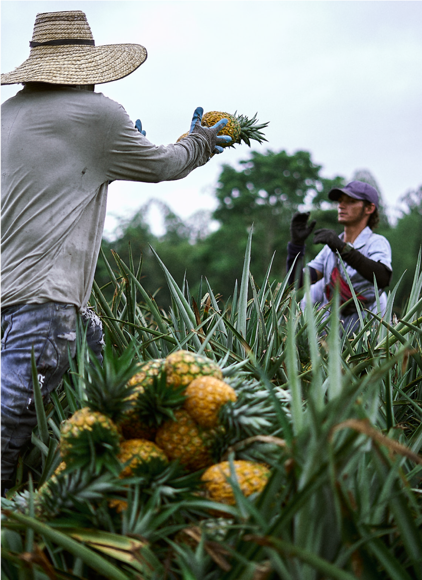Cocora%20Agroindustrial