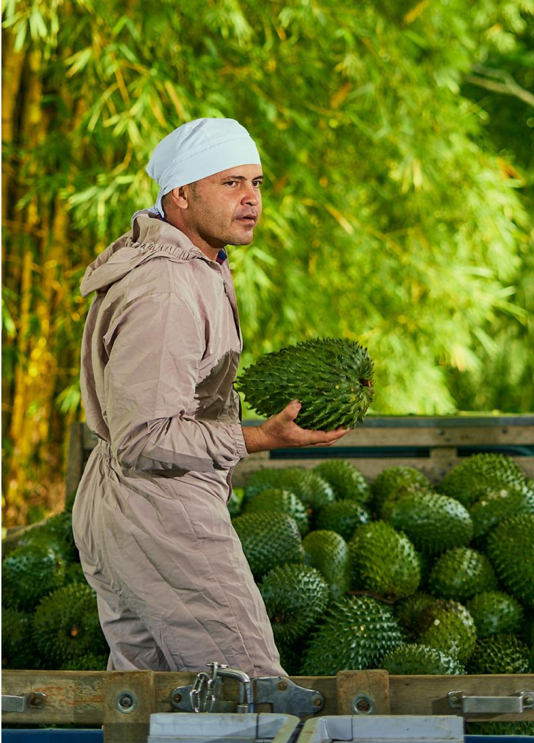 Cocora%20Agroindustrial