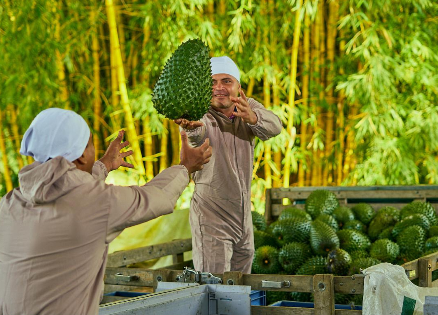 Productores Agroindustriales